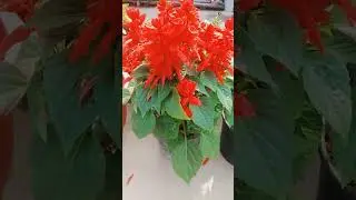 Red Salvia...An Amazing Flowering Plant