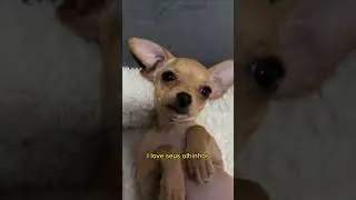 Quem n&atilde;o Love n&eacute; titias? 🥰 #pinscher #minipinscher #pinscherminiatura #pinschermicro #pinscher0