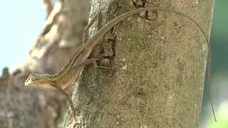 Indian garden lizard | a little move