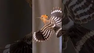 In ancient Egypt, it was considered a sacred bird. Hoopoe. #birds #amazing #youtubehighfive