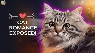 8 Surprising Male Cat Mating Behaviors🐱❤️