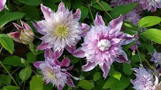 最棒的铁线莲－约瑟芬 clematis Josephine