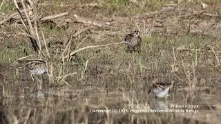 20251212 Wilson's Snipe 3