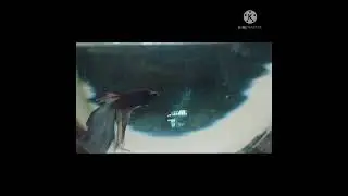 Fish death reasons part 2