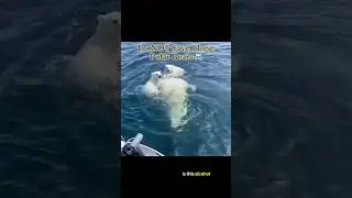 Do NOT Save These Polar Bears ☠️ #interesting