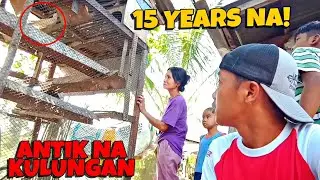 GRABE KULUNGAN NG KALAPATI NI NANAY 15 YEARS NA!!! 😱 SOBRANG DAMING KALAPATI