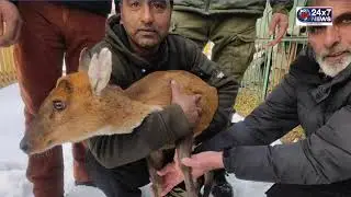 Unique and rare species of  Muntjac (Barking Deer) rescued at Uri sector of Baramulla