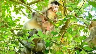 So Adorable baby monkey Janet just train stand on the tree, mummy Jan ford like.