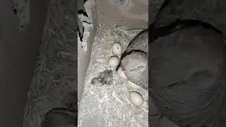 grey francolin chicks