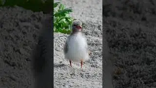 ARCTIC TERN FLEDGLING CALLING FOR FOOD #SHORTS
