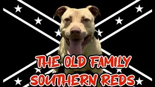 American Dog Breeders Association Message to Bulldoggers!!#apbtlove #workingdog #marino