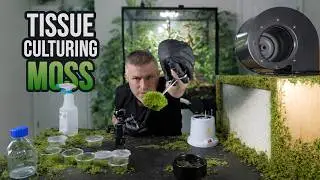 How to tissue culture moss for your terrarium.