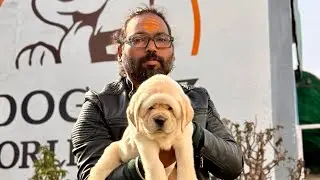 English Labrador puppy for Sale 