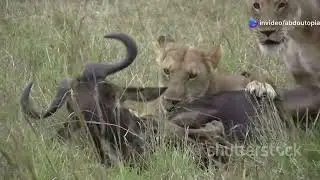The Great Migration: Wildebeest vs. Predators &ndash; A Fight for Survival!_@abdoutopia