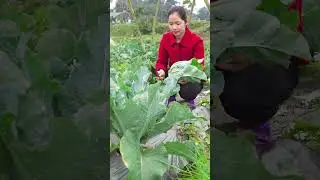 Harvesting 1000+KG of giant cauliflower from the garden to sell - Cooking traditional dishes.
