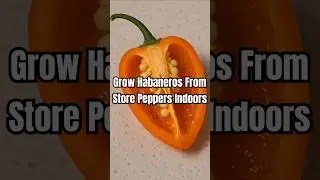 How to Grow Habanero Peppers Indoors using Seeds from Store Bought Peppers