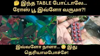 secret tips to get more roses in garden  ரோஜா செடி ரகசிய டிப்ஸ,Rose plant growing tips rose in tamil