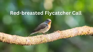 Red-breasted Flycatcher Call | Bird Call | Flycatcher call