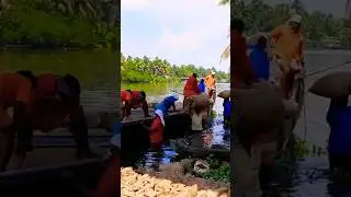#kuttanad #rice #loading
