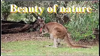 The Kangaroo of Australia #shorts #shortsfeed #travel #youtubeshorts #nature