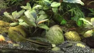 Time lapse feeding in the goby tank