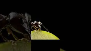 Ant vs Apple Slice