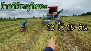 กข.41 พวงนา 13 ไร่ได้ข้าว 15 เกวียนหนูนาก็เยอะตาเดชตีไม่ยั้ง