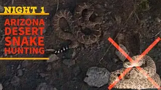 NIGHT 1!!! AZ Desert Snake Hunting!!!!