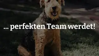 Airedale Terrier Erziehung: Hundeerziehung f&uuml;r Deinen Airedale Terrier Welpen - Claudia Kaiser