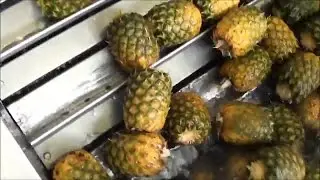 How It's Made -  Pineapple juice