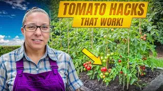 Top Tomato Plant Hacks Every Gardener Needs 🌱🍅 (Bigger Yields Made Easy!)