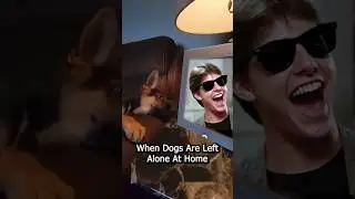 When Dogs 🐶 Are Left Home Alone vs When Cats 🐱 Are Left Home Alone #dog #funny