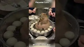 Porpoise Core#capybara#capybara #carpincho#capybarakingdom #capyokoku #cute#funnytiktok