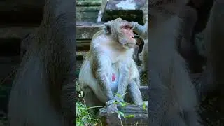 #TEAM #FAMILY #AMBER #GROUP #MONKEY #AT #BAYON #TEMPLE #Siem_Reap #2022