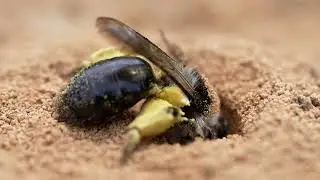 Ashy Mining Bee 2022 - RSPB Sherwood Forest