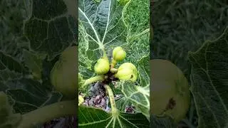 Getting figgy with it (Panache Tiger Fig)!  #figtree