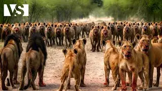 LVI VS HYENY | Nejbrut&aacute;lněj&scaron;&iacute; bitva africk&eacute; savany &ndash; dokument o zv&iacute;řatech