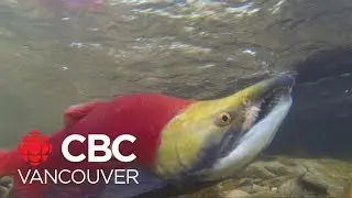 Some salmon runs in B.C. face 'meaningful chance of extinction'