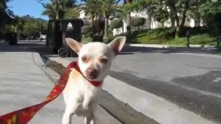 Charlie   rescued yesterday by Eldad Hagar  Please subscribe to my channel