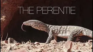 The Perentie - Australia&rsquo;s largest lizard.