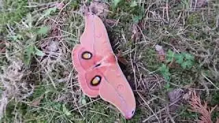 Helena gum moth! Check it out. Opodipthera helena