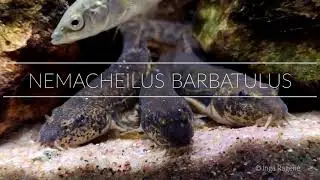 Nemacheilus barbatulus