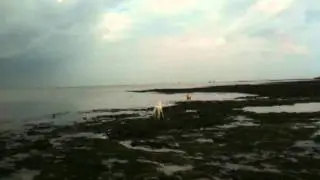 Nanook the Husky at the beach