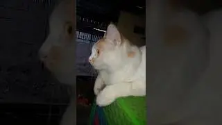KUCING GEMOY LUCU MAEN EKOR #trending #tiktok #ytshorts