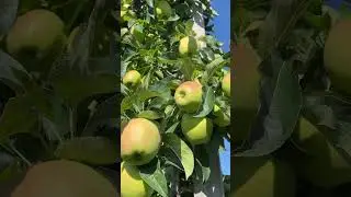 The golden delicious apples. #shortsvideo  #viralvideo #apple