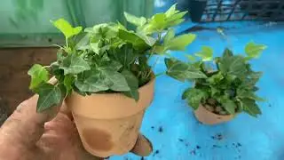 【観葉植物】観葉植物としても楽しめるヘデラの株わけについて