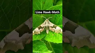 Lime Hawk-Moth🍋&zwj;🟩#fyp #moths #nature #shorts #insects #trending  #viral #animals #foryou