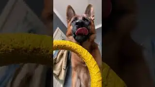 养狗的早上是不是都不用定闹钟#德牧#狗狗