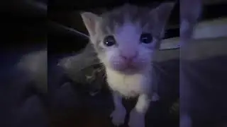 TEASE ME! - ( SAVETHEWORLD! ) - SLOWED!