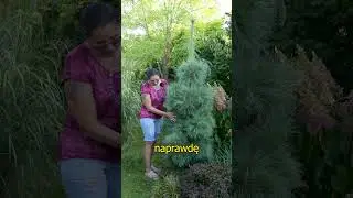 Sosna Schwerina 'Wiethorst'